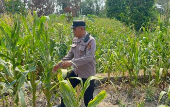 Polsek BP Peliung Pantau Tanaman Jagung di Pulau Negara, Lahan Kosong Dioptimalkan untuk Pangan