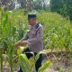 Polsek BP Peliung Pantau Tanaman Jagung di Pulau Negara, Lahan Kosong Dioptimalkan untuk Pangan