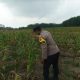 Pastikan Program Ketahanan Pangan Berjalan, Bhabinkamtibmas Pantau Jagung di Bangsa Negara