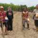 Dukung Ketahanan Pangan, Polsek Madang Suku I Dampingi Penanaman Jagung 1 Hektar