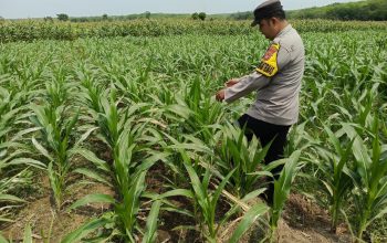 Bhabinkamtibmas Polsek Madang Suku I Pantau Pertumbuhan Jagung Bentuk Dukungan Ketahanan Pangan