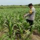 Bhabinkamtibmas Polsek Madang Suku I Pantau Pertumbuhan Jagung Bentuk Dukungan Ketahanan Pangan