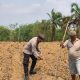 Polsek Madang Suku I Dampingi Penanaman Jagung 1 Hektare di Bangsa Negara