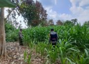 Polisi Pantau Lahan Jagung Satu Hektare di Desa Bantan, Dukung Ketahanan Pangan