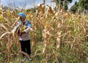 Lahan Kosong Dimanfaatkan untuk Jagung, Polisi Pantau Ketahanan Pangan di Negeri Agung
