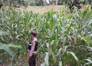 Dorong Produktivitas Lahan, Bhabinkamtibmas Pantau Tanaman Jagung di Banu Ayu