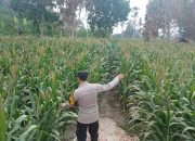 Bhabinkamtibmas Polsek BP Peliung Pantau Jagung di Lahan Ketahanan Pangan Desa Negeri Agung Jaya