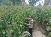 Polisi Kawal Ketahanan Pangan, Bhabinkamtibmas Pantau Pertumbuhan Jagung di Lahan 1 Hektare