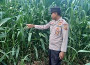 Kanit Bimas BP Peliung Pantau Tanaman Jagung, Dorong Lahan Kosong Jadi Produktif