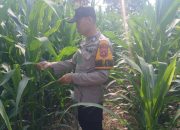 Lahan Kosong Disulap Jadi Kebun Jagung, Bhabinkamtibmas BP Peliung Aktif Dampingi Petani
