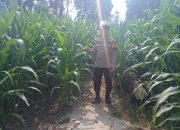 Bhabinkamtibmas BP Peliung Pantau Jagung di Negeri Agung Jaya, Dukung Ketahanan Pangan Masyarakat