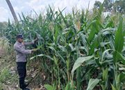 Polsek BP Peliung Dorong Produktivitas Lahan, Jagung Ditanam di Area Satu Hektare