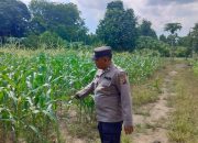 Pantau Lahan Jagung, Polsek BP Peliung Pastikan Program Ketahanan Pangan Berjalan Optimal