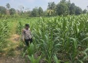 Polsek BP Peliung Dorong Ketahanan Pangan Lewat Pemanfaatan Lahan Kosong untuk Tanaman Jagung