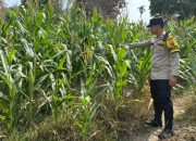 Polsek BP Peliung Perkuat Ketahanan Pangan Lewat Pemantauan Tanaman Jagung