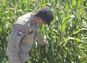Lahan Kosong Jadi Produktif, Bhabinkamtibmas BP Peliung Pantau Tanaman Jagung di Desa Bantan