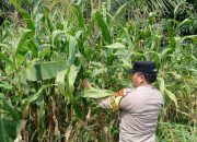 Bhabinkamtibmas Polsek BP Peliung Pantau Pertumbuhan Jagung di Desa Banu Ayu