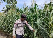 Polsek BP Peliung Pantau Pertumbuhan Jagung di Lahan Kosong Desa Banu Mas