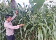 Polsek BP Peliung Intensif Pantau Jagung di Lahan Ketahanan Pangan Desa Bantan Pelita