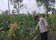 Dukung Swasembada Pangan, Polsek BP Peliung Pantau Pertumbuhan Jagung di Lahan Satu Hektare
