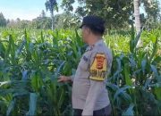 Bhabinkamtibmas Polsek BP Peliung Pantau Jagung di Lahan Pangan Desa Bantan