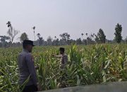 Polsek BP Peliung Pantau Tanaman Jagung di Banu Ayu, Dukung Ketahanan Pangan Nasional