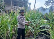 Polsek BP Peliung Intensif Pantau Pertumbuhan Jagung untuk Perkuat Ketahanan Pangan