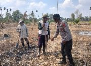 Polsek BP Peliung Dorong Ketahanan Pangan Lewat Penanaman Jagung di Negeri Agung