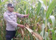 Polsek BP Peliung Kawal Budidaya Jagung di Desa Saung untuk Dukung Ketahanan Pangan