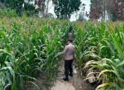 Dorong Ketahanan Pangan, Bhabinkamtibmas BP Peliung Rutin Pantau Tanaman Jagung
