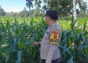 Lahan Kosong Jadi Produktif, Aipda Barlin Pantau Jagung Ketahanan Pangan di Bantan