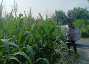 Polsek BP Peliung Dorong Produktivitas Lahan Kosong Lewat Budidaya Jagung