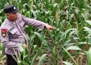 Polsek BP Peliung Pantau Lahan Jagung 1 Hektare, Dukung Ketahanan Pangan
