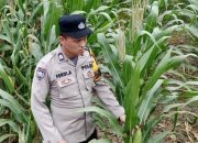 Bhabinkamtibmas Polsek BP Peliung Rutin Pantau Tanaman Jagung untuk Dukung Ketahanan Pangan