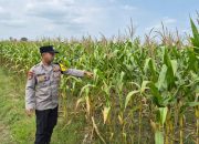Polsek Madang Suku I Pantau Lahan Jagung Warga, Dukung Penguatan Ketahanan Pangan
