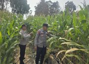 Lahan Kosong Disulap Jadi Kebun Jagung, Polsek BP Peliung Rutin Pantau Pertumbuhannya