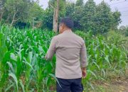 Aiptu Friyo Pantau Jagung di Negeri Pakuan, Polsek BP Peliung Dorong Pemanfaatan Lahan Kosong