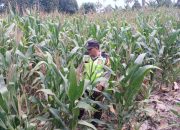 Polsek BP Peliung Pastikan Tanaman Jagung di Desa Bantan Terus Terawat