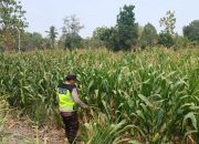 Bhabinkamtibmas BP Peliung Kawal Pertumbuhan Jagung di Lahan Ketahanan Pangan
