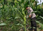 Polsek BP Peliung Kawal Pertumbuhan Jagung di Lahan Ketahanan Pangan Desa Saung