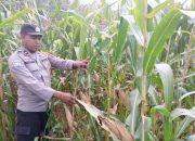 Kanit Bimas BP Peliung Dampingi Petani, Pantau Jagung di Lahan Satu Hektare