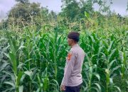 Dukung Ketahanan Pangan, Aiptu Bambang Pastikan Jagung 1 Hektare di Bantan Terawat