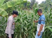 Polsek BP Peliung Produktifkan Lahan Kosong, Brigpol Munir Pantau Jagung di Negeri Agung