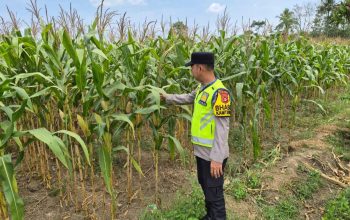 Bhabinkamtibmas Pantau Lahan Jagung, Polsek Madang Suku I Dukung Ketahanan Pangan
