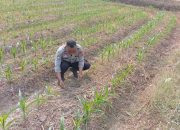 Polsek Belitang II Pantau Lahan Jagung Warga, Dukung Penguatan Ketahanan Pangan di OKU Timur