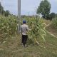 Lahan Kosong Disulap Jadi Produktif, Kasium Polsek BP Peliung Pantau Jagung di Banu Mas