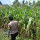 Kawal Ketahanan Pangan, Bhabinkamtibmas BP Peliung Pantau Jagung di Desa Bantan