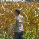 Bhabinkamtibmas Kawal Pertumbuhan Jagung di Banu Ayu, Polsek BP Peliung Dorong Lahan Kosong Lebih Produktif