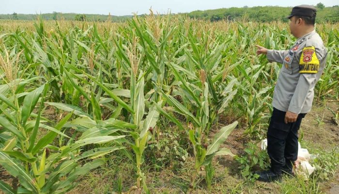 Polsek Madang Suku I Pantau Ketahanan Pangan, Pertumbuhan Jagung di Bangsa Negara Terus Dipantau