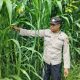 Polsek BP Peliung Pantau Jagung di Banu Mas, Dukung Program Ketahanan Pangan Nasional